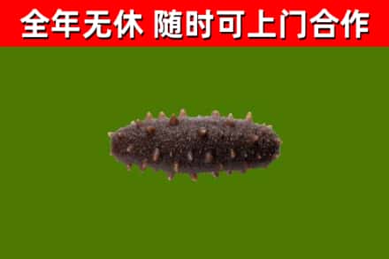 余干烟酒回收干海参.jpg